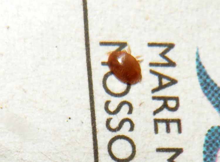 Varroa jacobsoni